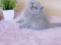 Masum Bebek Lilac British Shorthair