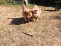 ÜRETİCİDEN CHOW CHOW ÇİN ASLANI YAVRULARI