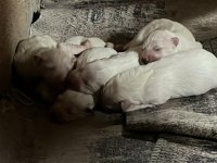 Samoyed bebeler bilgi için yazın