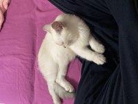 Scottish fold yavru