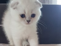 Champiyon atalardan scottish fold bebekler
