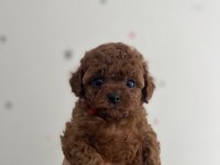 Cepte Taşınabilir Safkan Toy Poodle Yavrumuz
