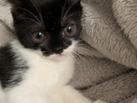 ÇEKMEKÖY 1.5 AYLIK TEKİR KEDİM