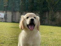 Baby Face Golden Yavruları 