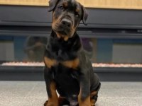Doberman kapıda ödemeli çiftlik kredi kartı geçerli