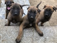 Safkan Irk Garantili Belçika Kurdu