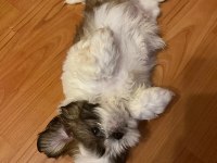Asil Yavrumuz Shih Tzu