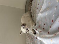 British shorthair kedisi