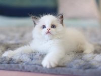 Türkiyenin En Değerli Kedisi Ragdoll