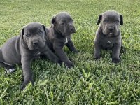 Cane Corso Yavru