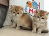 Ankaranın en elit golden british shorthair yavrusu