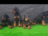 Anneden babadan üst düzey doberman