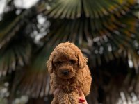 Redbrown Toypoodle 