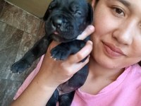 Cane Corso Yavrularımız