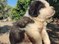 Dünya tatlısı benim st bernard oğlum