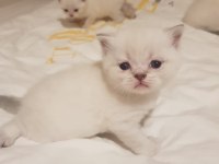 prens ve prenses british longhair