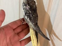 40 GÜNLÜK EL BESLEME BEBEK SULTAN PAPAĞANI