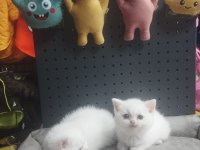 Dişi Erkek Karbeyaz Safkan British Shorthair