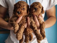 Toy poodle red brown
