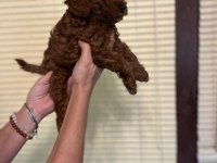 Irk sağlık garantili toy poodle yavrular