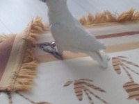 Manevi değeri olan bulan ödüllendirilecektir kakadu