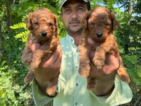 Toy poodle yavrularımız bir birinden güzel