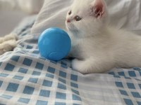 2 aylık british longhair erkek
