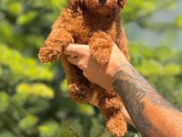 Ankaranın en gözde maltipoo yavruları