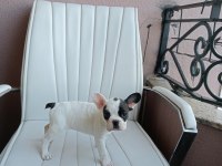 Orjinal French Bulldog Merle Yavrumuz