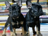 1 dişi ve 1 erkek İzmir 60 günlükler french bulldog