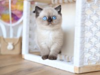 En Nadide Çikolata Point British Shorthair 