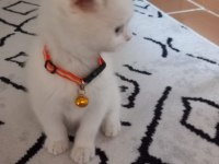 Beyaz scottish fold