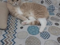 4 yaşında erkek scottish fold