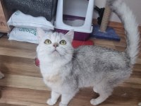 Ücretsiz sahiplendirme kedimiz