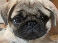 Pug Mops 55 65 Günlük Erkek Dişi Yavrular