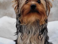 Mini yorki yavrular