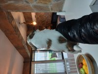 Üst Kalite shih tzu kahve beyaz yavrular