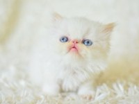 SAF KAN İRAN KEDİSİ BEYAZ YAVRU