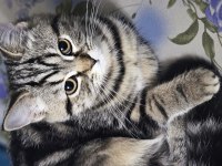 3 aylık dişi british shorthair
