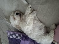 Acilen terrier köpeğime yuva