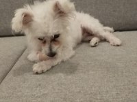 7 Aylık çipi var gayet sağlıklı köpeğimiz