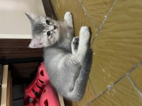 Acil sahiplendirme british longhair kedisi
