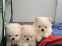 ÜST KALİTE TEDDY BEAR POMERANİAN YAVRULAR