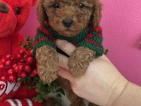Red brown toy poodle yavrular