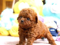 TOY POODLE YAVRULARIM