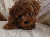 RED BROWN KORE TOY POODLE DİŞİ