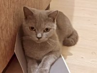 British Shorthair Gri 2 Yaşında Dişi