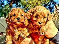 Maltipoo yavrularımız yeni yuvalarına gitmeye hazır