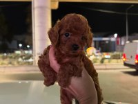 Kore kan toy poodle bebekler