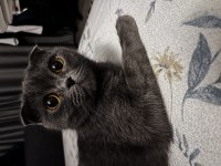 Scottish fold 3 yaşında dişi